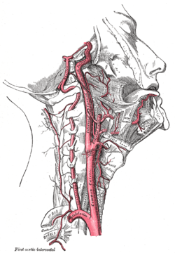 halfway between the pubic symphysis and anterior superior iliac