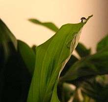 Guttation on a prayer plant
