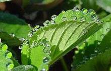 Guttation on a strawberry leaf