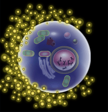 egg cell