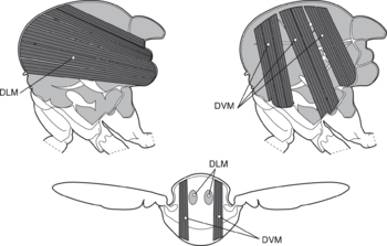 Fly thorax showing side view of dorsal longitudinal (DLM; upper left) and dorso-ventral (DVM; upper right) power flight muscles. Bottom image shows transverse cross section of fly .