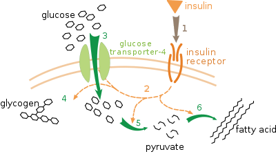 reaction是什麼意思_metabolic reaction的中文解釋和發音_metabolic