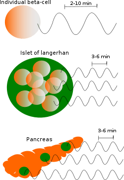 however, the basal insulin level is not stable.