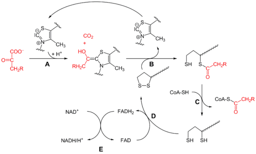 丙酮酸脱氢酶复合体pyruvatedehydrogenasecomplex