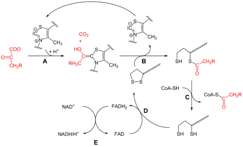 丙酮酸脱氢酶复合体图片