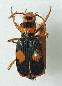 bombardier beetle图片