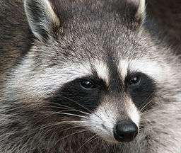 The mask of a raccoon is often interrupted by a brown-black streak that extends from forehead to nose.[9]