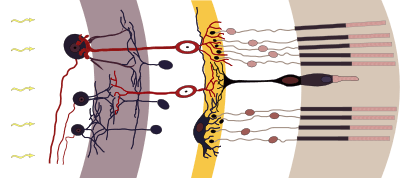 rods and cones图片