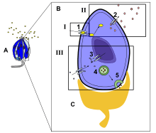 The diagram depicts the signal transduction pathway of the sour or salty taste. Object A is a taste bud, object B is a taste receptor cell within object A, and object C is the neuron attached to object B. I. Part I is the reception of hydrogen ions or sodium ions. 1. If the taste is sour, H+ ions, from an acidic substances, pass through their specific ion channel. Some can go through the Na+ channels. If the taste is salty Na+, sodium, molecules pass through the Na+ channels. Depolarization takes place II. Part II is the transduction pathway of the relay molecules.2. Cation, such as K+, channels are opened. III. Part III is the response of the cell. 3. An influx of Ca+ ions is activated.4. The Ca+ activates neurotransmitters. 5. A signal is sent to the neuron attached to the taste bud.