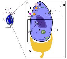 The diagram above depicts the signal transduction pathway of the sweet taste. Object A is a taste bud, object B is one taste cell of the taste bud, and object C is the neuron attached to the taste cell. I. Part I shows the reception of a molecule. 1. Sugar, the first messenger, binds to a protein receptor on the cell membrane. II. Part II shows the transduction of the relay molecules. 2. G Protein-coupled receptors, second messengers, are activated. 3. G Proteins activate adenylate cyclase, an enzyme, which increases the cAMP concentration. Depolarization occurs. 4. The energy, from step 3, is given to activate the K+, potassium, protein channels.III. Part III shows the response of the taste cell. 5. Ca+, calcium, protein channels is activated.6. The increased Ca+ concentration activates neurotransmitter vesicles. 7. The neuron connected to the taste bud is stimulated by the neurotransmitters.