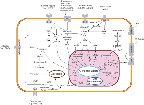 extrinsic pathway two theories of the direct initiation of