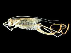 Spinochordodes tellinii and its katydid host