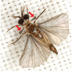 Strepsipteran (twisted wing parasite) halteres: Teardrop shaped structures located between the fore and mid legs. Indicated by red arrows .