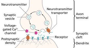 The presynaptic neuron (top) releases neurotransmitter, which activates receptors on the postsynaptic cell (bottom).
