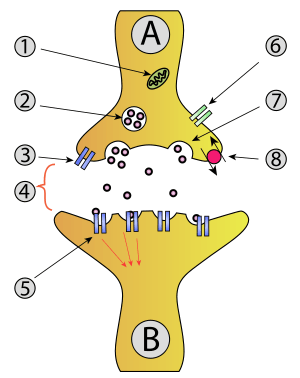 synaptic vesicle with neurotransmitters. 3.