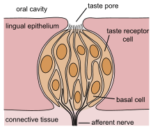 Taste bud