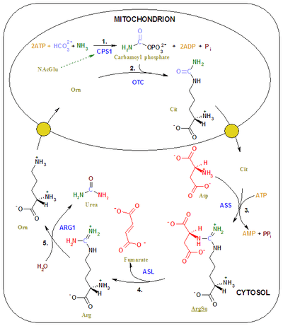 urea cycle是什么意思