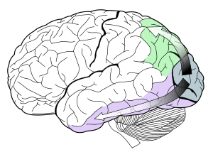 the dorsal stream (green) and ventral stream (purple) are both