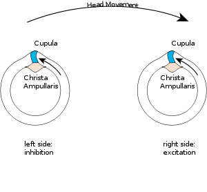 figure 2: push-pull system of the semicircular canals, for a