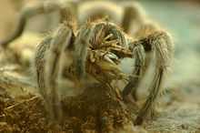 Grillo devorado por una araña