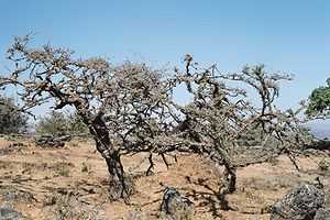 Árbol del incienso (Dhofar, Omán).