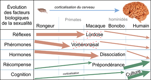 Évolution des principaux facteurs neurobiologiques qui contrôlent le comportement sexuel des mammifères.