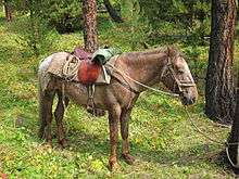 Cheval de selle harnaché pour l'équitation