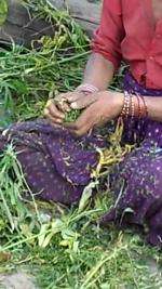 Récolte de la résine de cannabis, Uttarakhand, Inde.