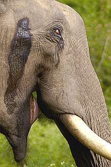 Éléphant durant le musth.