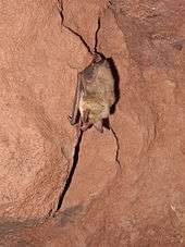 Chauve-souris dans une galerie.