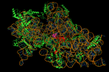 Structure de la petite sous-unité du ribosome bactérien complexée avec la streptomycine (sphères mauves, au centre).