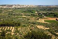 Oliveraie dans les Baux-de-Provence.