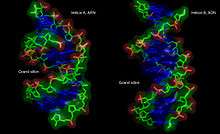 Comparaison des structures de l'hélice B de l'ADN[7] et de l'hélice A de l'ARN[8]. Le grand sillon est fortement modifié.