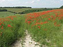 Le coquelicot est souvent cantonné dans la bordure des champs épargnée par les traitements herbicides.