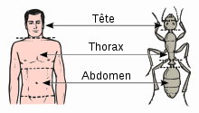 Le thorax chez l'homme et la fourmi.