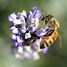 Abeille butinant une fleur de lavande