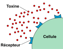 Figure 2.1 : toxines bactériennes au voisinage d'une cellule