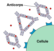 Figure 2.2 : toxines bactériennes neutralisées par des anticorps