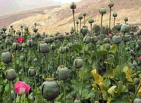 Champ de pavot en Afghanistan