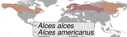 Répartition des deux espèces du genre Alces dans le monde