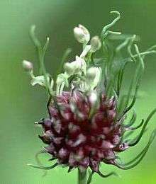 Bulbilles d'ail sauvage (Allium vineale) germant.