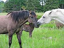 Les chevaux interagissent entre eux par des frottements et des grattages réciproques.