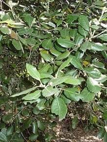 Chêne vert (Quercus ilex)