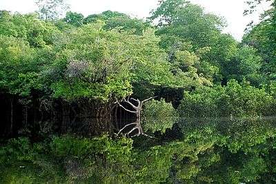 Paysage d'Amazonie à l'ouest de Manaus