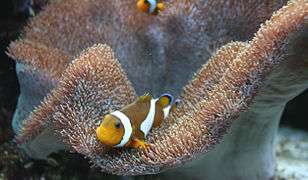 Corail mou (Sarcophyton glaucum).