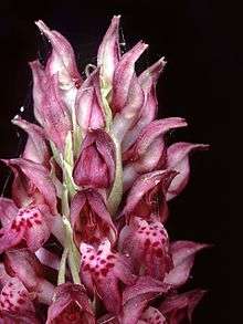 Orchidée Anacamptis coriophora(Espagne, île de Majorque)