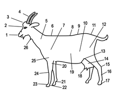 Anatomie de la chèvre: 1. Mufle 2. Chanfrein 3. Front 4. Cornes 5. Encolure 6. Garrot 7. Épaule 8. Dos 9. Reins 10. Flanc 11. Croupe 12. Cuisse 13. Grasset 14. Mamelle 15. Jarret 16. Canon 17. Pied 18. Trayons 19. Abdomen 20. Coude 21. Boulet 22. Paturon 23. Boulet 24. Genou 25. Bras 26. Pampilles.