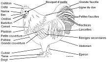 anatomie; coq; nomenclature du coq; physiologie du coq; noms des parties du coq; tableau coq 