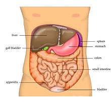 Schéma du contenu de l'abdomen humain.