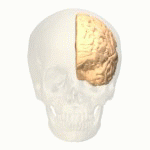 Le cortex cingulaire antérieur